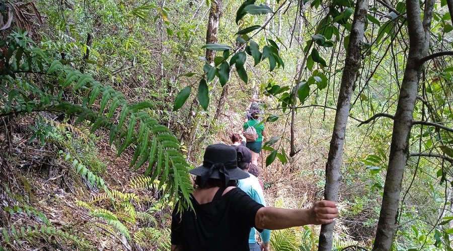 Sendero rodeado de bosque y fauna nativa, una muy buena opción si se busca aventura