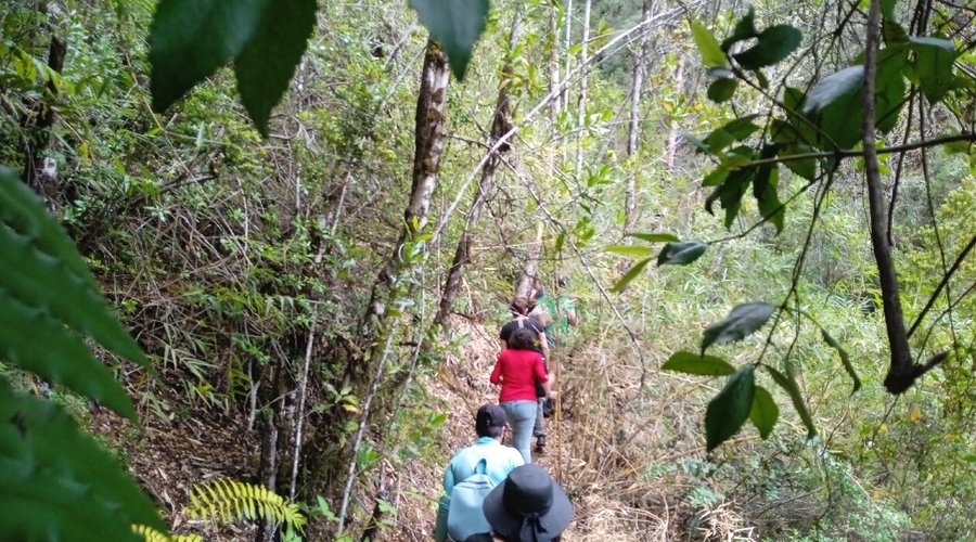 Sendero rodeado de bosque y fauna nativa, una muy buena opción si se busca aventura