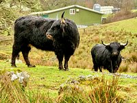 The Cladich Fold Highland Cattle - All You Need to Know BEFORE You Go (2024)