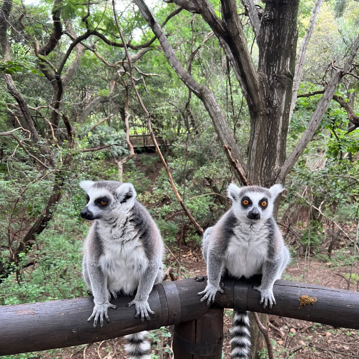 Bush Babies Monkey Sanctuary, Хартбееспоорт: лучшие советы перед посещением  - Tripadvisor