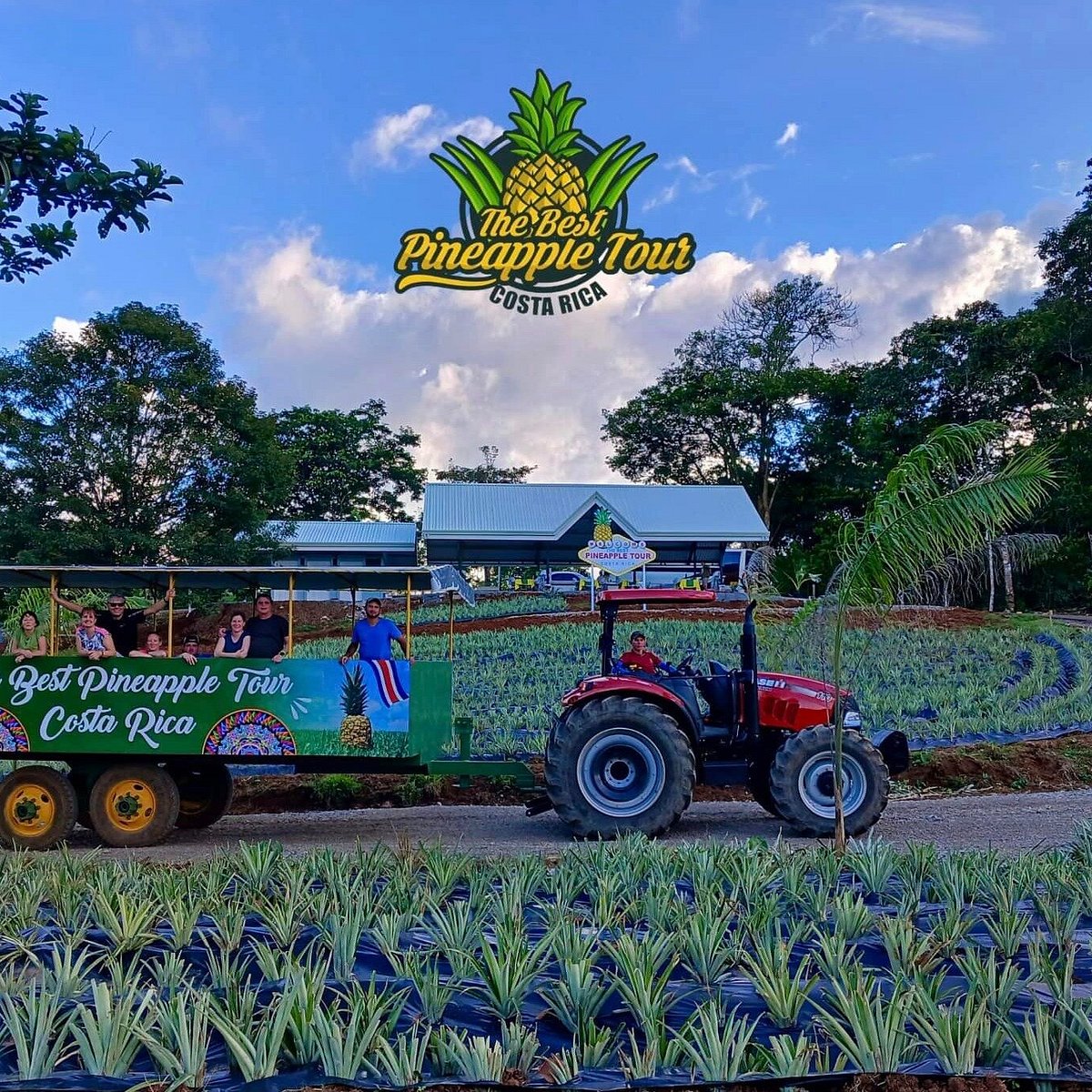 The Best Pineapple Tour Costa Rica - All You Need to Know BEFORE You Go  (2024)