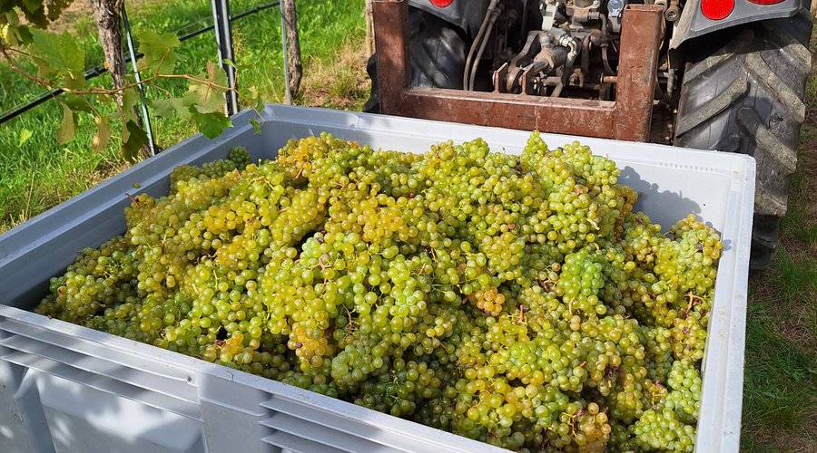 Weinlese