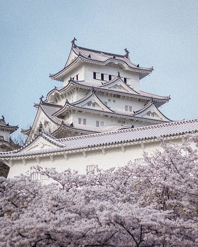 A Himeji Castle in spring time, surrounded by cherry blossoms