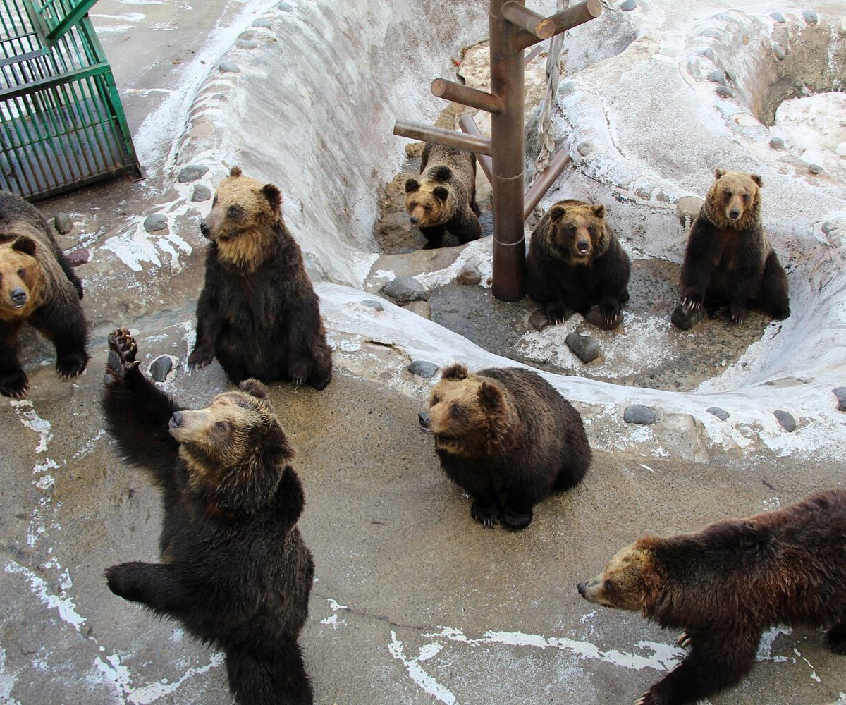 Noboribetsu Bear Park, Ноборибетсу: лучшие советы перед посещением -  Tripadvisor