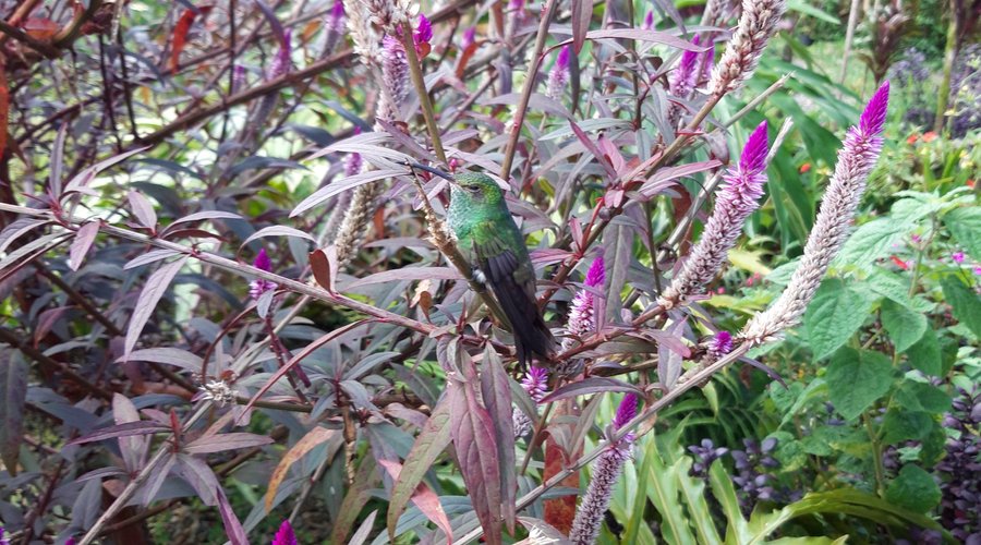 kolibri