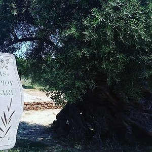 Olive Tree Museum of Vouves - All You Need to Know BEFORE You Go