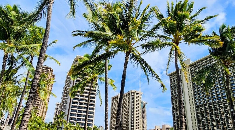 🌴🌺🌴🌺🌴🌺🌴🌺🌴🌺🌴