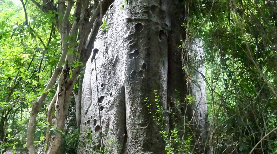 Medizin-Baobab