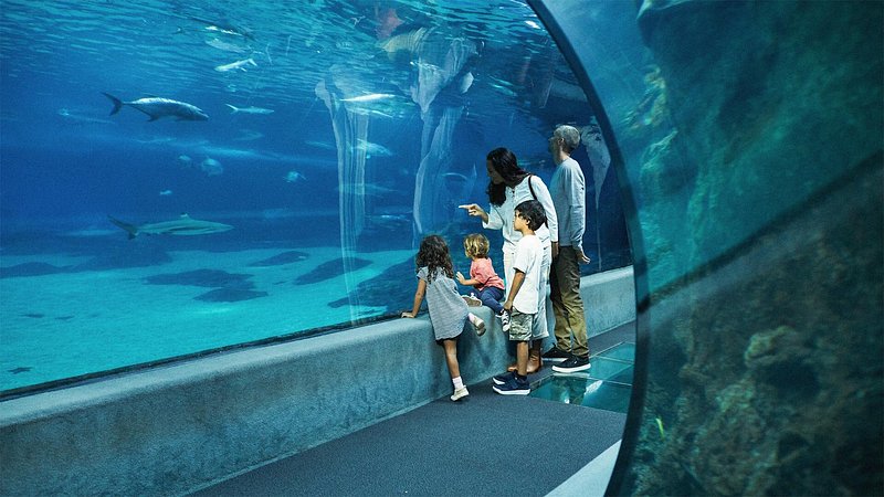 Family looking at fish at the Maui Ocean Center