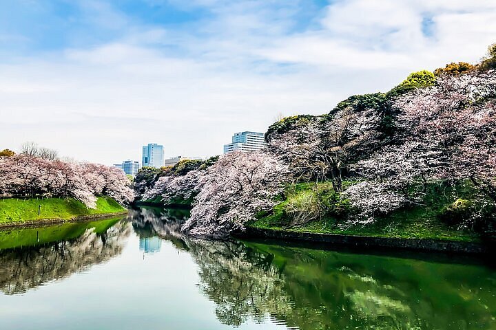 13 best places to see cherry blossoms in 2024 - Tripadvisor