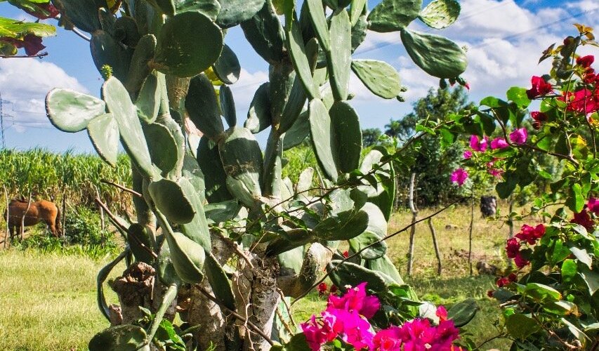 en campo la vida es más sabrosa 