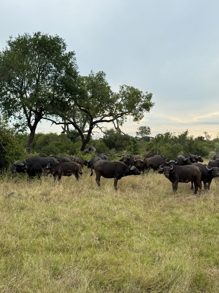 LUKIMBI SAFARI LODGE - Updated 2024 (Kruger National Park, South Africa)