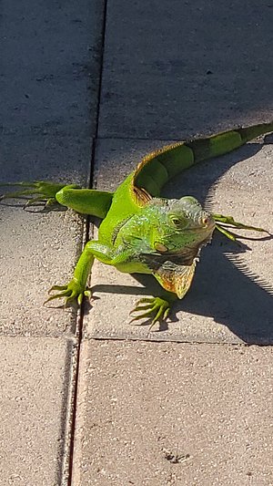 An iguana wanted to join in on the festivities in Key West.