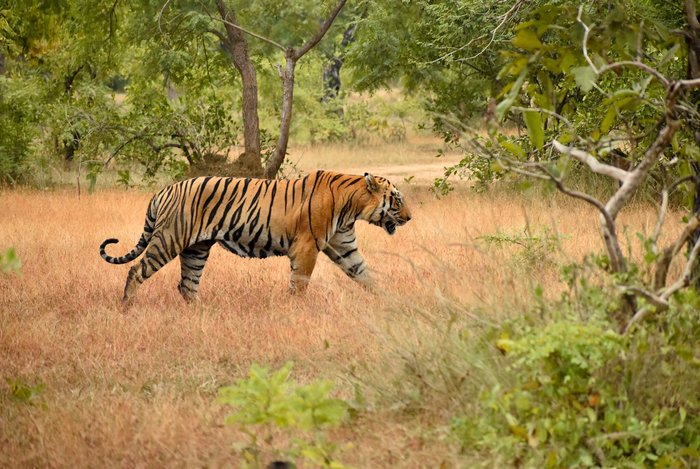 SAWAI SHIVIR RANTHAMBORE BY TUTC - Updated 2024 Prices & Campground ...