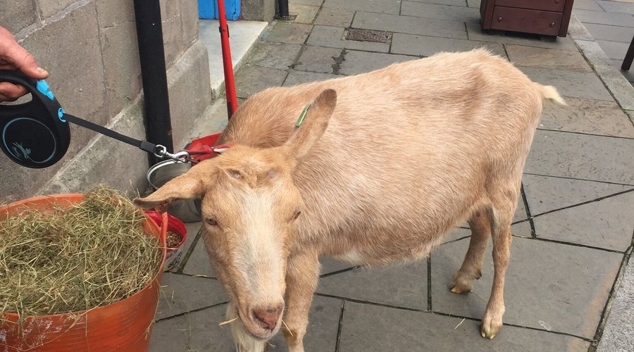 Will you be lucky enough to meet pixie the goat on your next visit to Lerwick ❤️❤️❤️