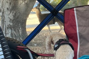 Traveller