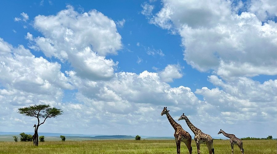 Maasai Mara National Reserve (2025) - All You Need to Know BEFORE You Go (with Reviews)