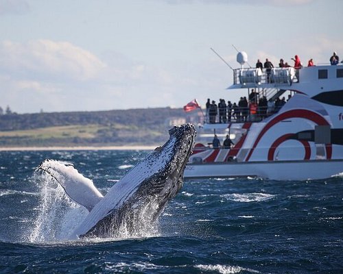 whale watching tour in sydney
