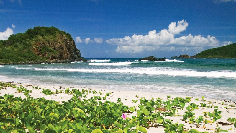 Flowering vines on Botany Bay, St. Thomas