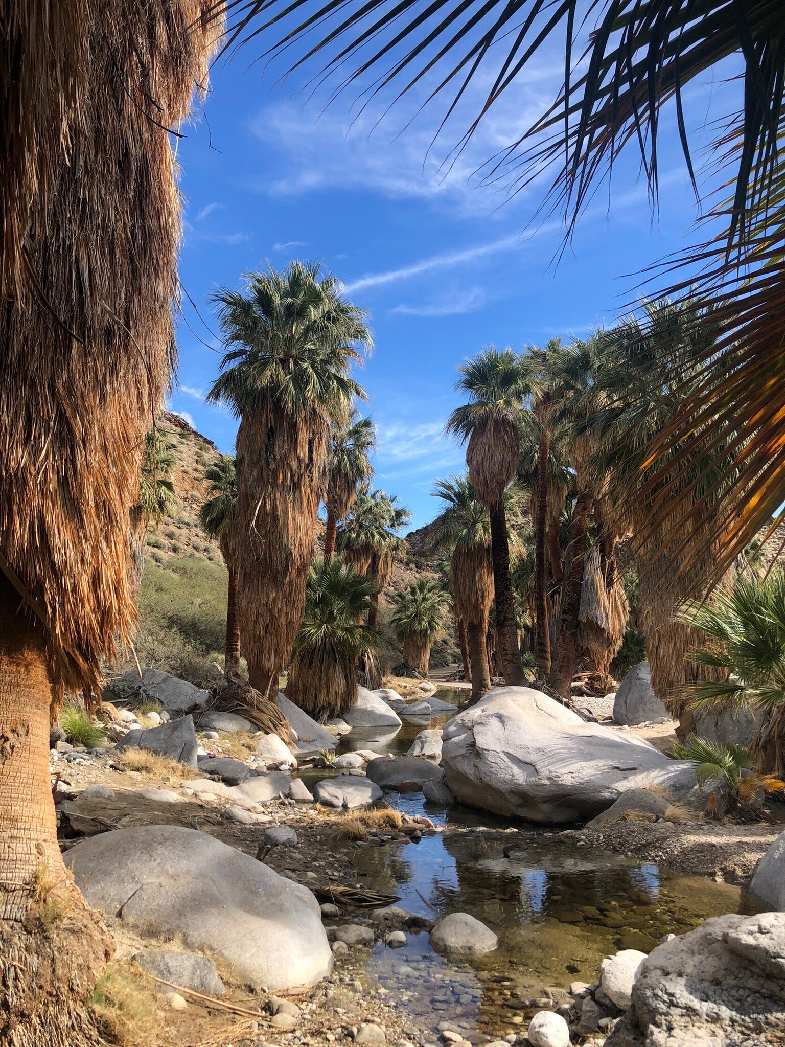 Palm Springs 2025 Tutto quello che c