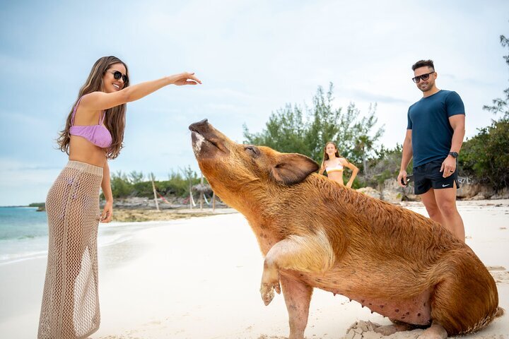 ナッソーからボートで巡るローズ島の日帰りツアー、提供元：Sandy Toes | バハマ - Tripadvisor