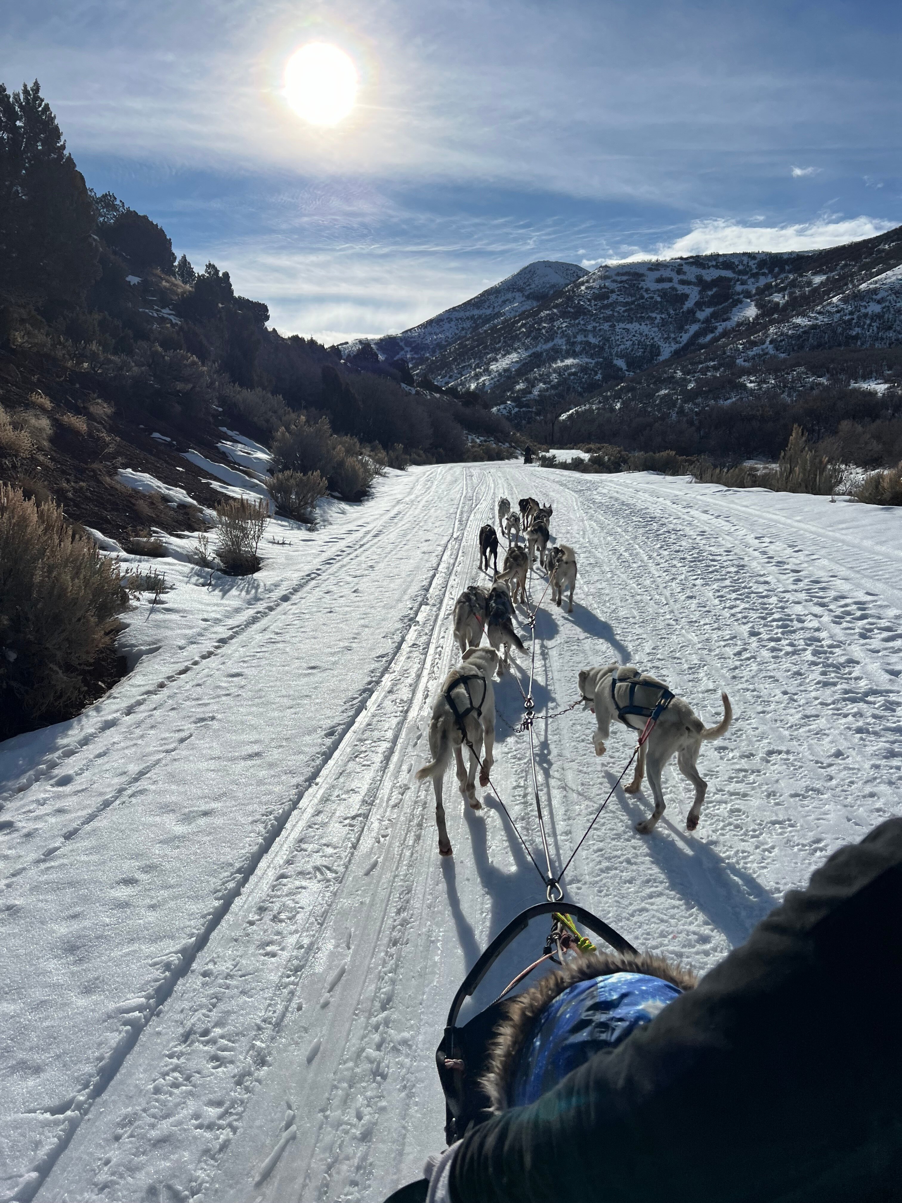 Mountain ridge sled dog cheap