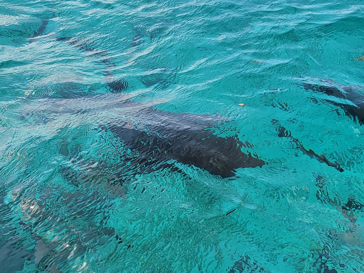 Spear fishing - Picture of Belize Diving Adventures, Ambergris Caye -  Tripadvisor