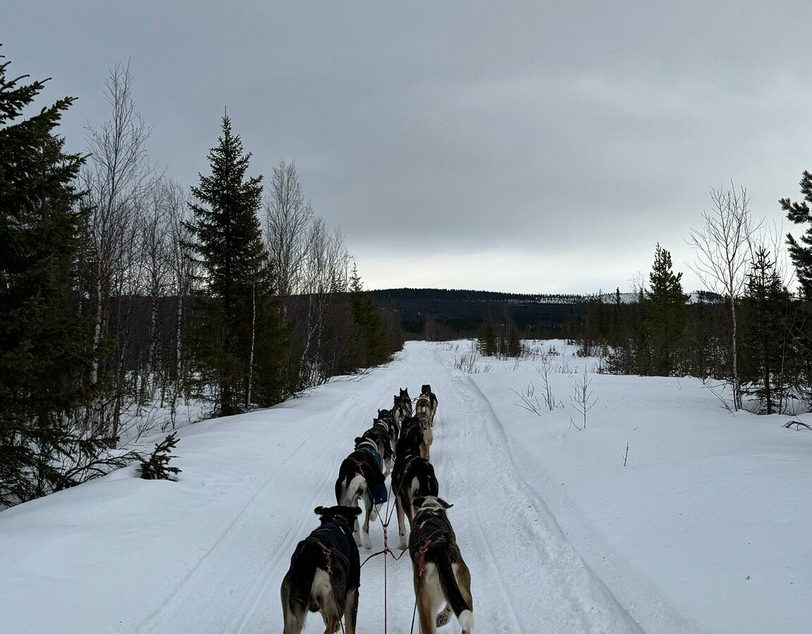 GO outdoors - Dog Sledding Sweden