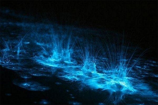 Splashes lit up by bioluminescence at Mosquito Bay