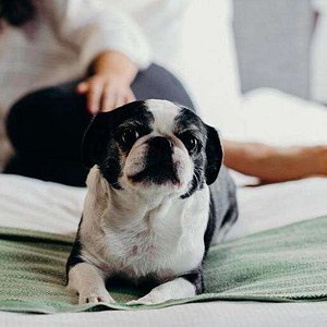 King Room - Disability Access/Non-Smoking - Pet friendly