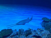 Shark Reef Aquarium Review: Is It Worth Going? - Vegas Primer