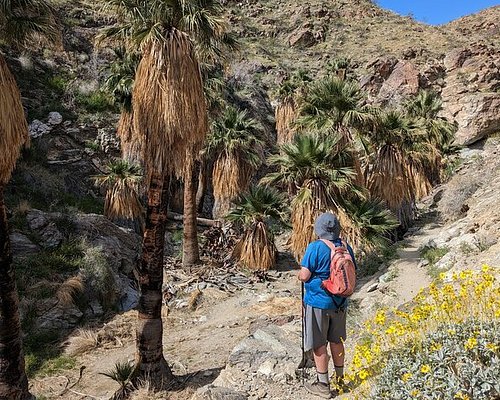 palm springs hiking tours