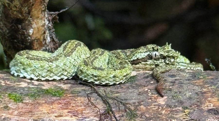Ven y relájate en la maravillosa cabaña equipada en el centro se rio celeste a 4 kilómetros del parque nacional volcán Tenorio