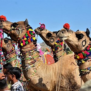 pushkar adventure camp & desert camel safari