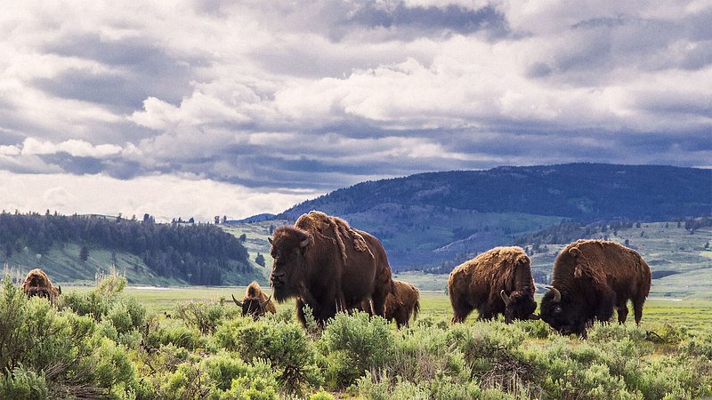 American Bison in Lamar Valley, Yellowstone National Park