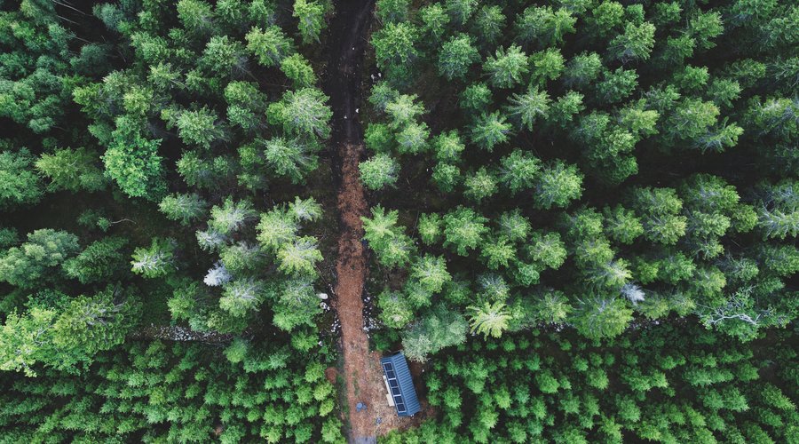 It is just you and the forest. View of tiny house Rufus.