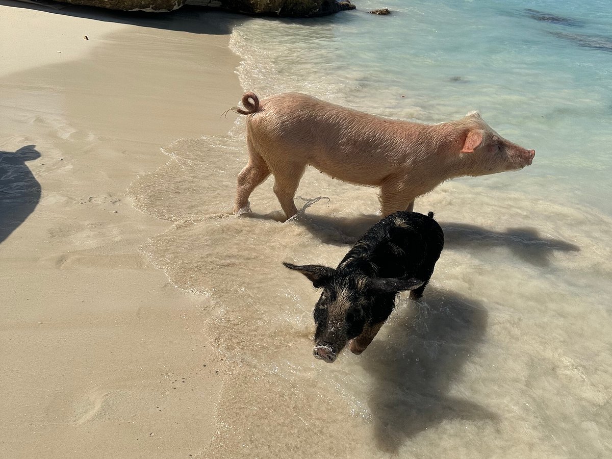 Da Pig Beach, Нассау: лучшие советы перед посещением - Tripadvisor