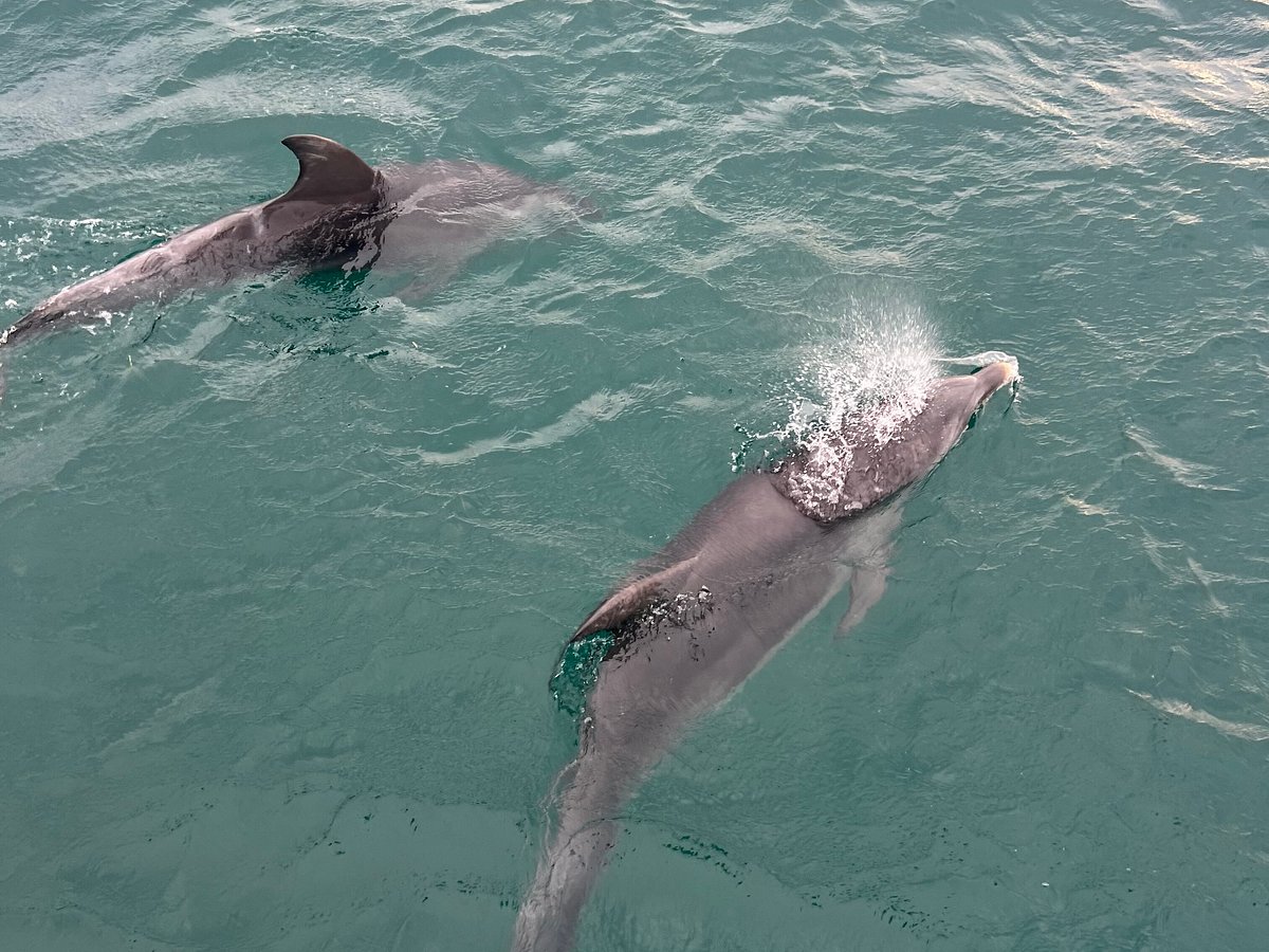 Polperro Dolphin Swims, Sorrento: лучшие советы перед посещением -  Tripadvisor