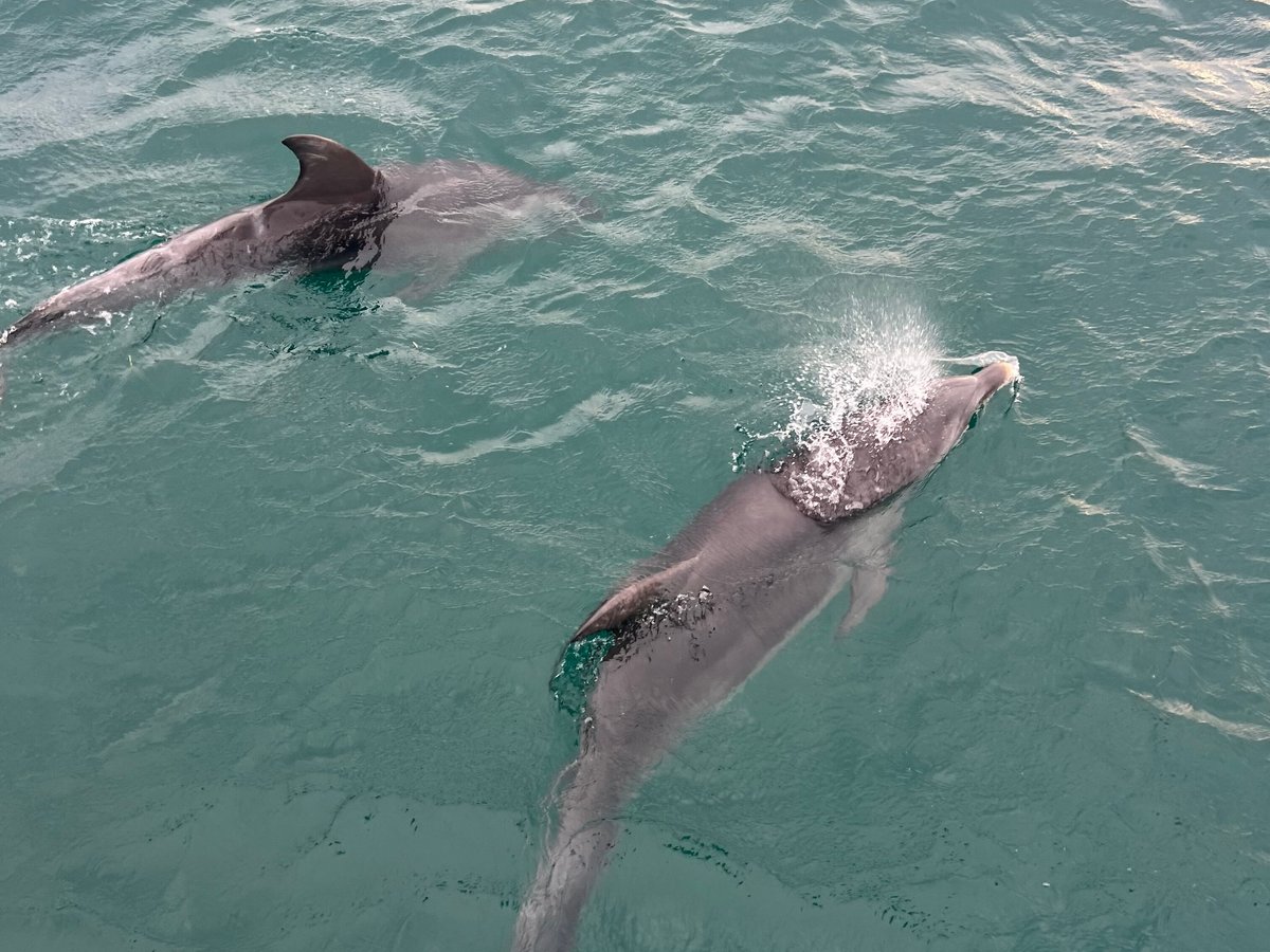 Polperro Dolphin Swims, Sorrento: лучшие советы перед посещением -  Tripadvisor