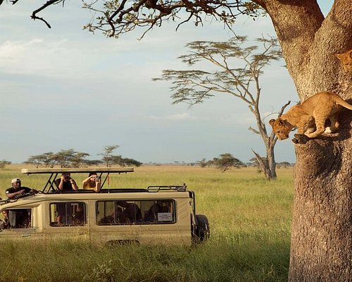 zanzibar et safari