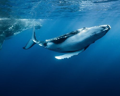Moorea Whale Swim: French Polynesia Travel Guide - Tea N' Sea Travel