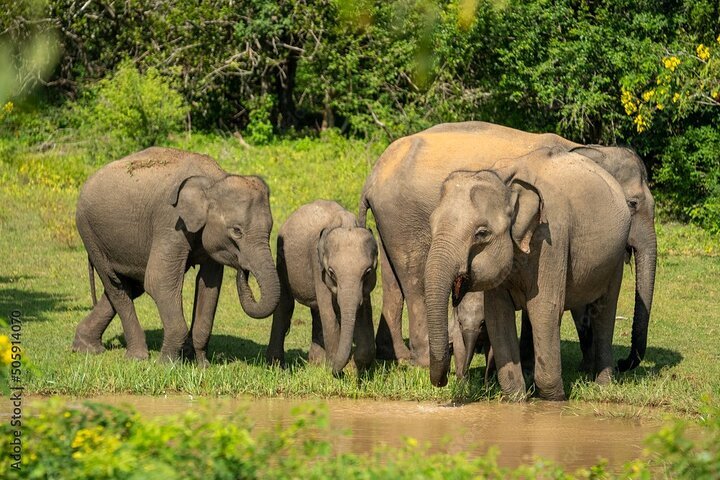 2024 Udawalawe National Park Safari | From Hambantota Port