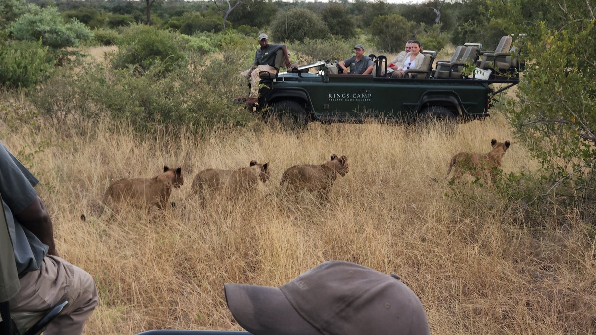 KINGS CAMP PRIVATE GAME RESERVE (Частный заповедник Тимбавати) - отзывы,  фото и сравнение цен - Tripadvisor