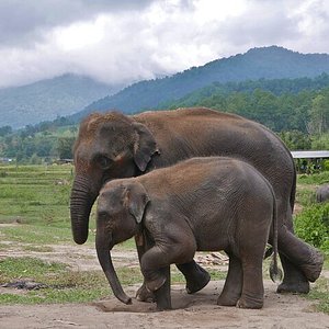 blue elephant tour