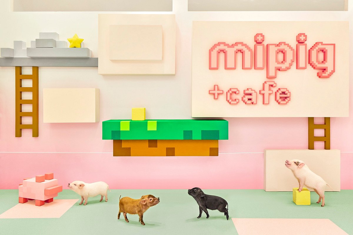 Ｍipig Cafe Ikebukuro Sunshine City, Тосима: лучшие советы перед посещением  - Tripadvisor