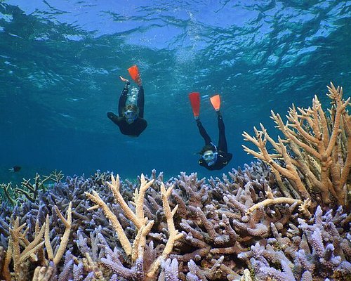 barrier reef tours from brisbane