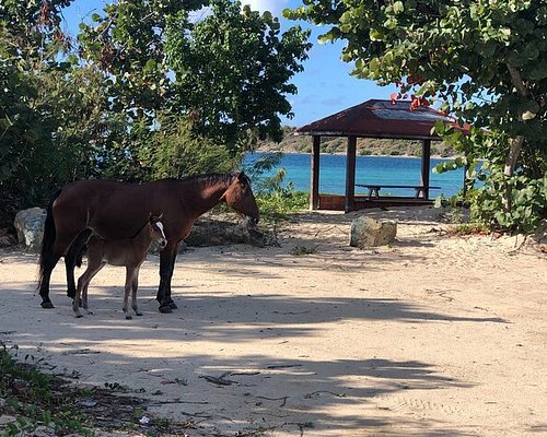 vieques island tours & transportation