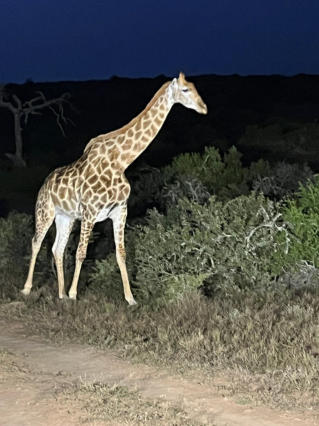 SCHOTIA SAFARIS PRIVATE GAME RESERVE (Paterson) - отзывы и фото -  Tripadvisor