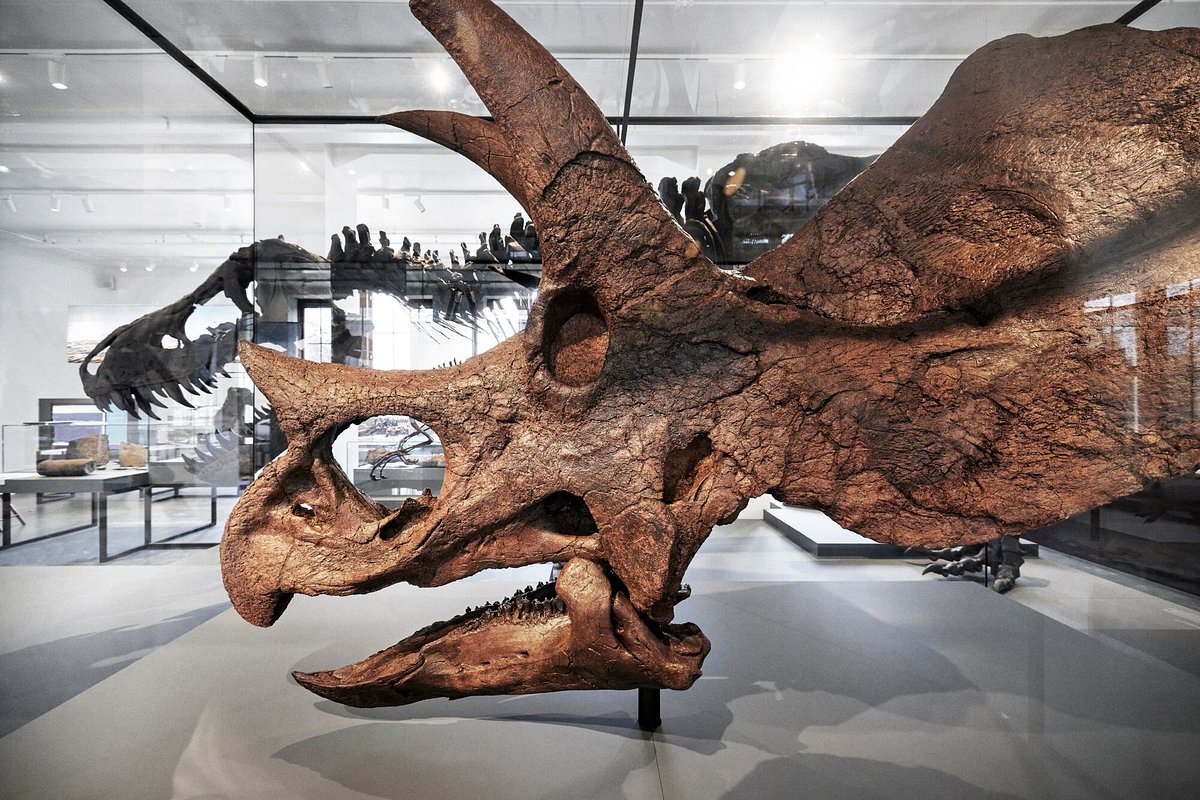 Natural History Museum, Осло: лучшие советы перед посещением - Tripadvisor