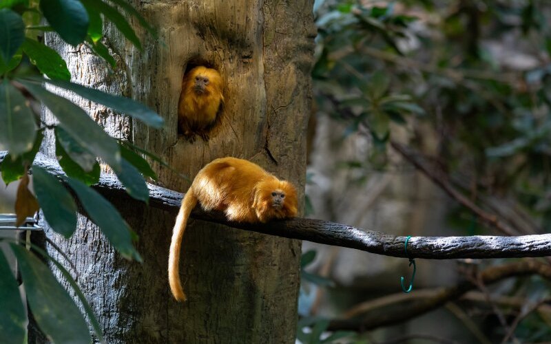 Deux tamarins-lion doré dans leur écosystème de la Forêt tropicale humide. 